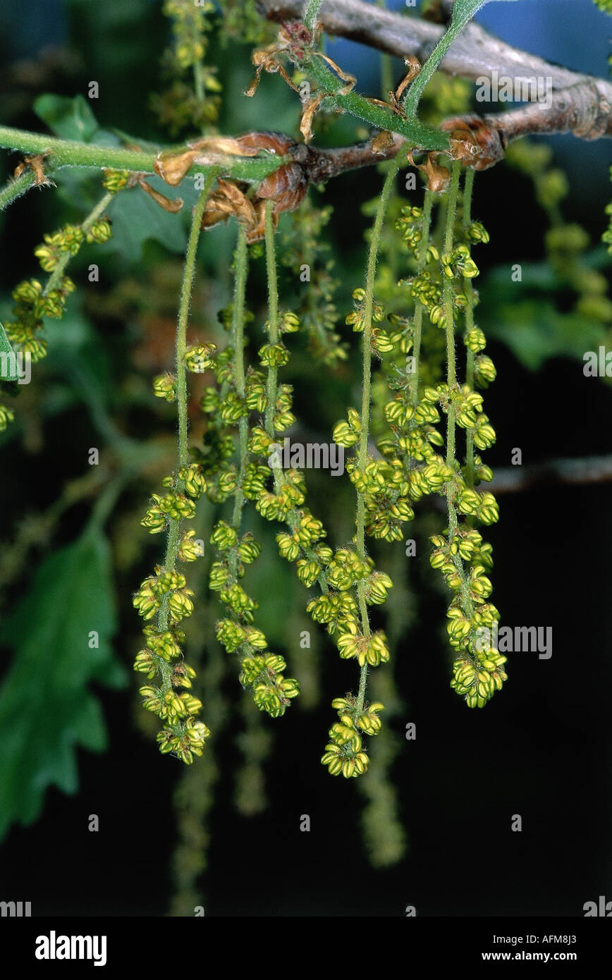 Botanique, Quercus, le chêne (Quercus pubescens), des fruits, des rameaux, chêne pubescent, Fagaceae, Fagales, sports, feuille, feuilles, fol Banque D'Images