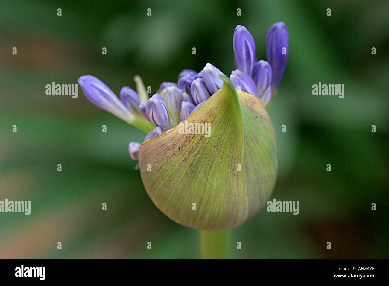 Agapanthus flower Banque D'Images