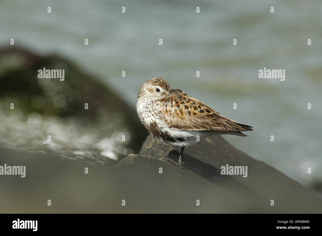 Le bécasseau variable Calidris alpina Banque D'Images