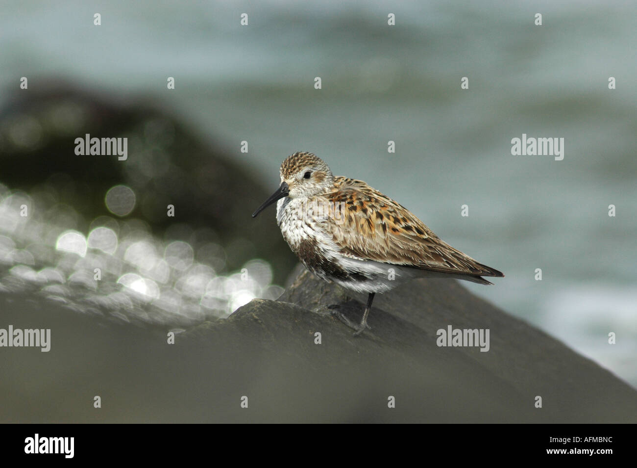 Le bécasseau variable Calidris alpina Banque D'Images
