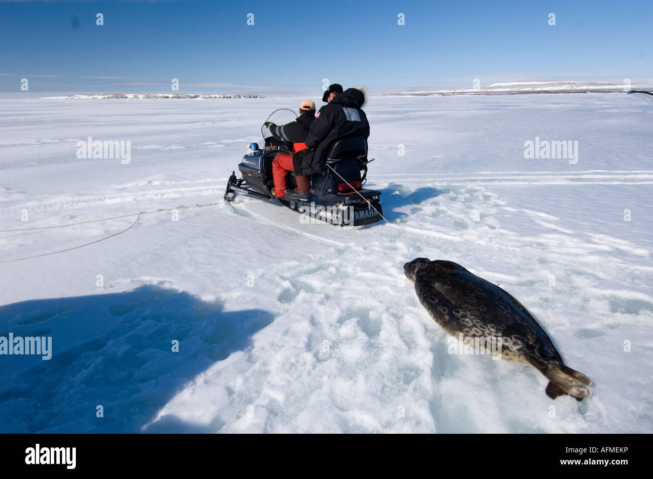 Chasseur inuit tirant un phoque mort derrière une motoneige Banque D'Images