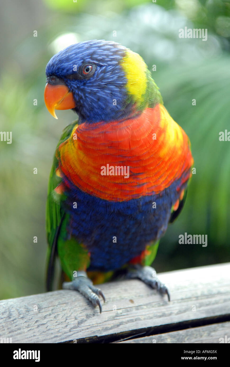 Lorikeet sur un banc (Loriinae Psittacidae Loris Lory) au Jardin Botanique de Deshaies, Guadeloupe Banque D'Images