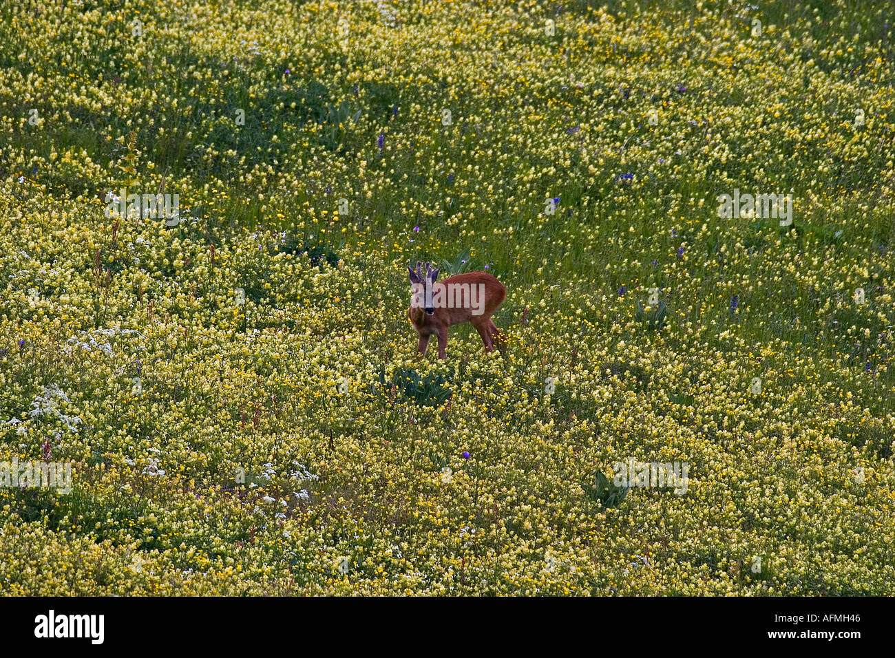 Le Chevreuil Capreolus capreolus mâle dans une prairie de fleurs jaunes capriolo Banque D'Images