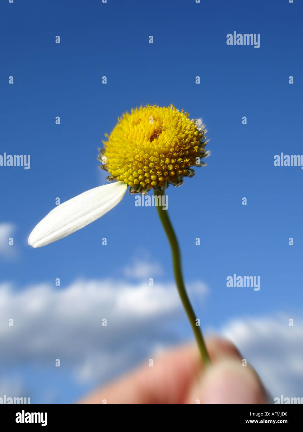 Daisy avec une lame à gauche Margerite mit einem Blütenblatt übrig Banque D'Images
