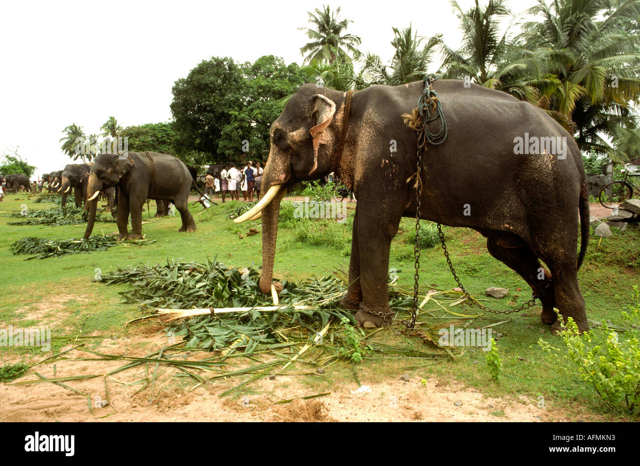 Kerala Inde Alleppey éléphants animaux attaché Banque D'Images