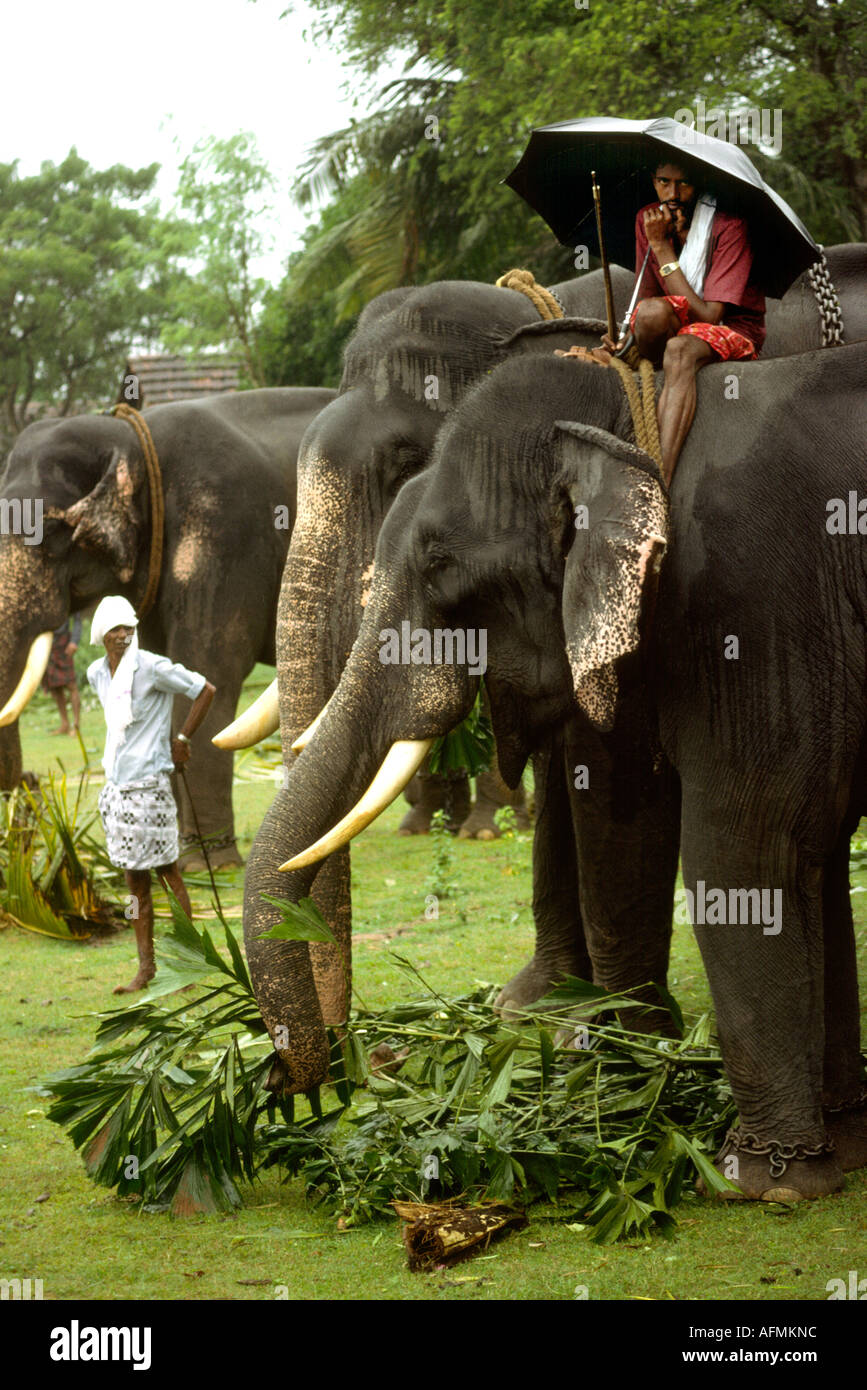 Kerala Inde Alleppey ligne animaux l'éléphant mahout under umbrella Banque D'Images