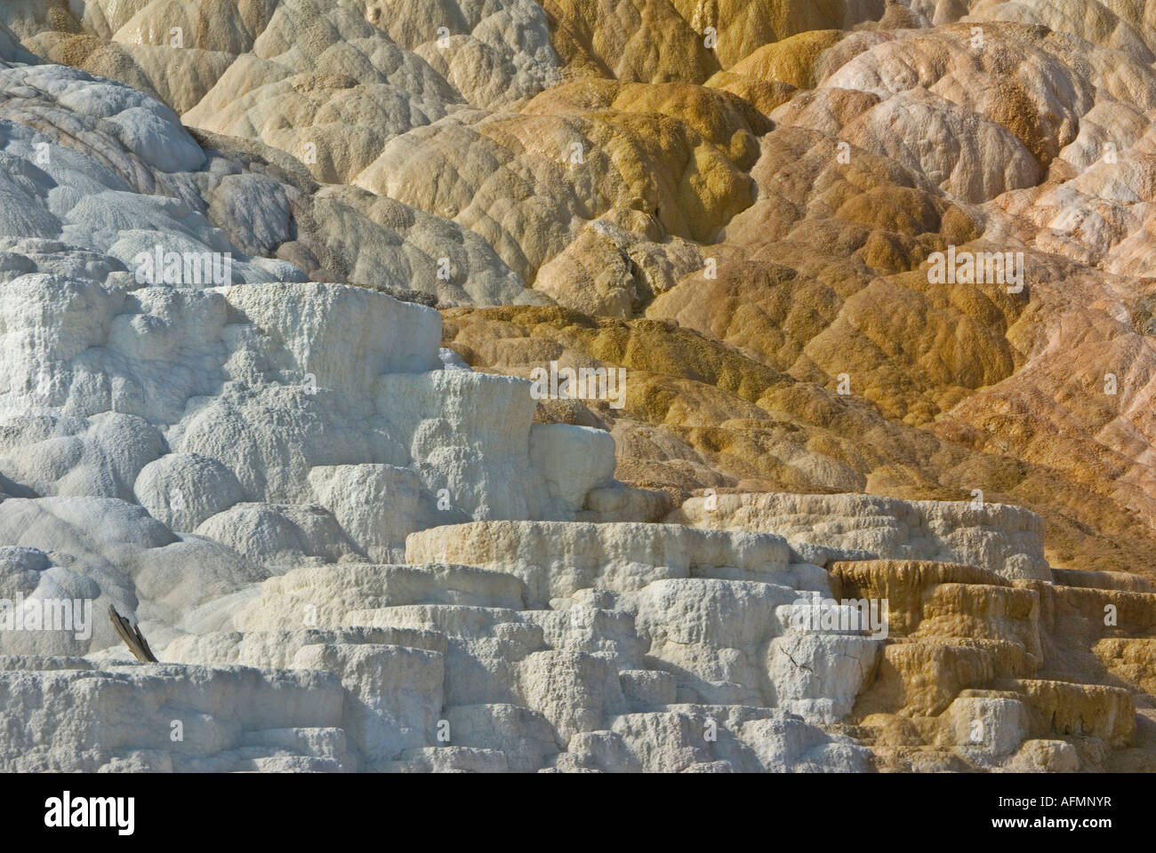 Mommoth Hot Springs Parc National de YellowStone terrasses faites de carbonate de calcium cristallisé Banque D'Images