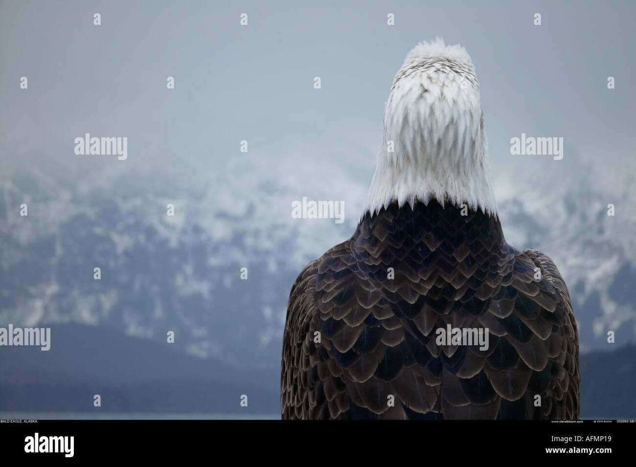 Vus de derrière, pygargue à tête blanche en Alaska Banque D'Images