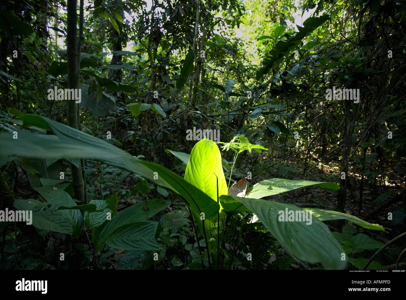 Jungle amazonienne du Pérou Banque D'Images