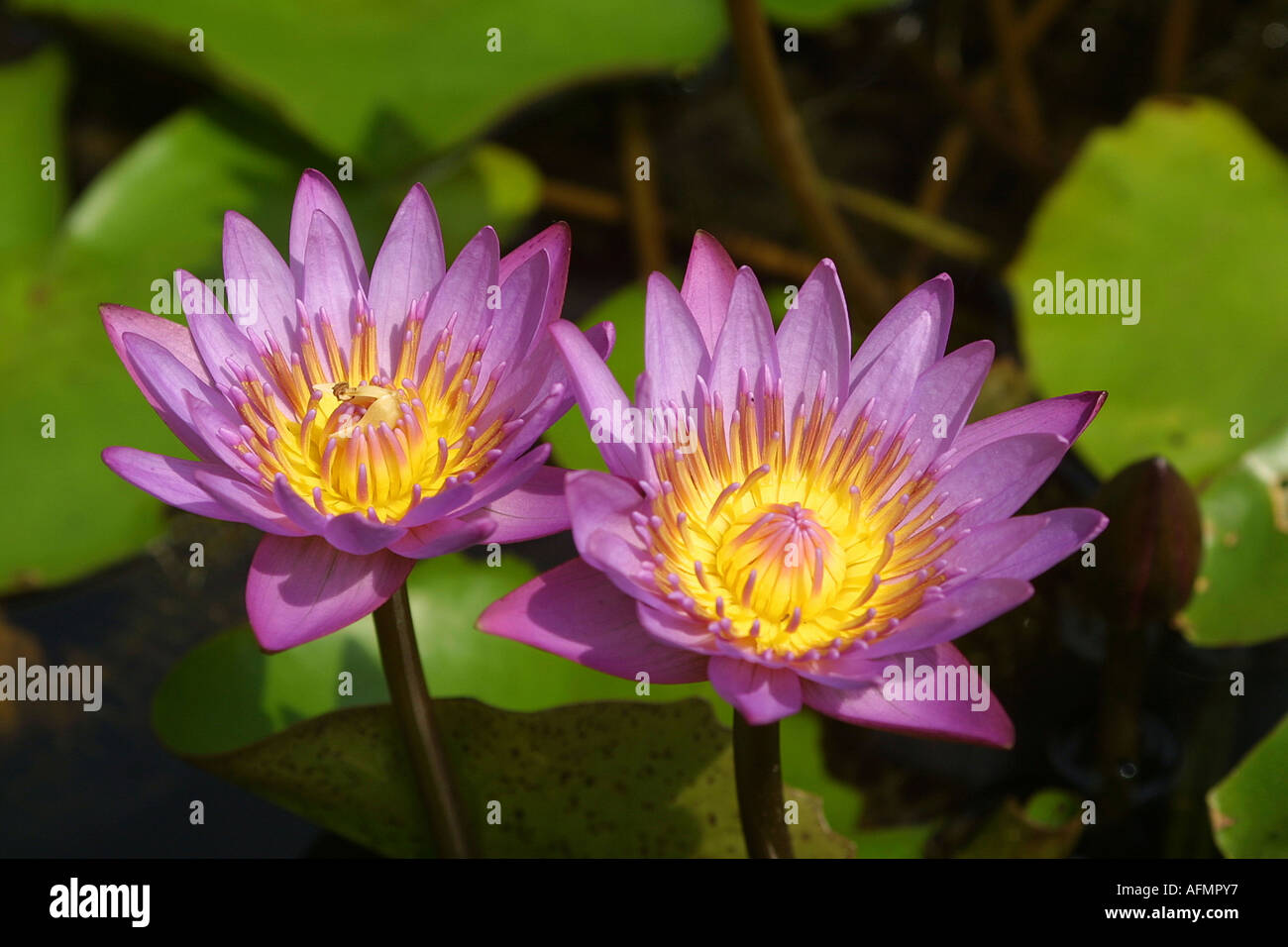 Inde fleur de lotus Banque de photographies et d’images à haute
