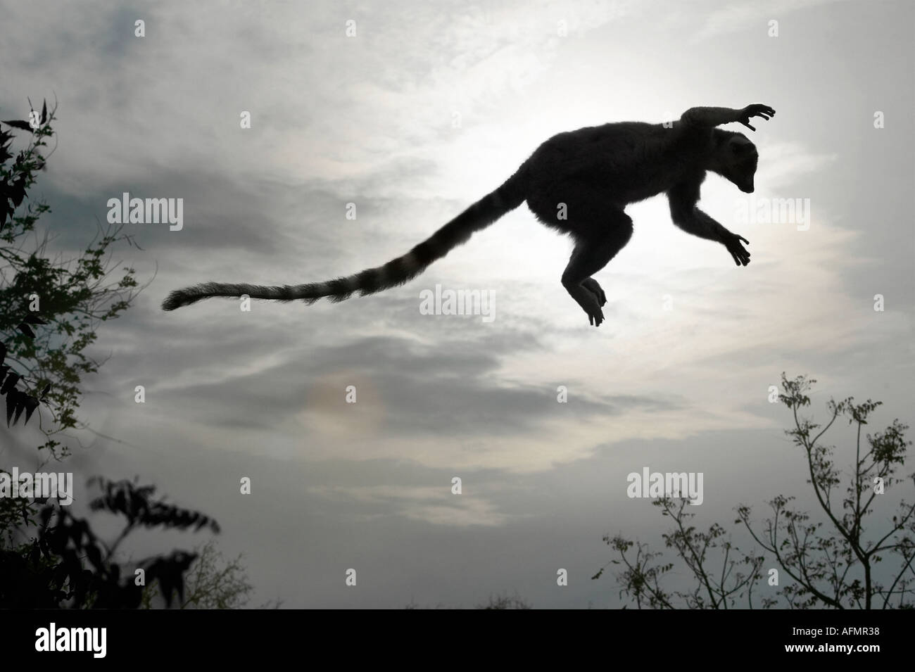 Lemur sautant à travers la forêt à la tombée de Berenty Madagascar Banque D'Images