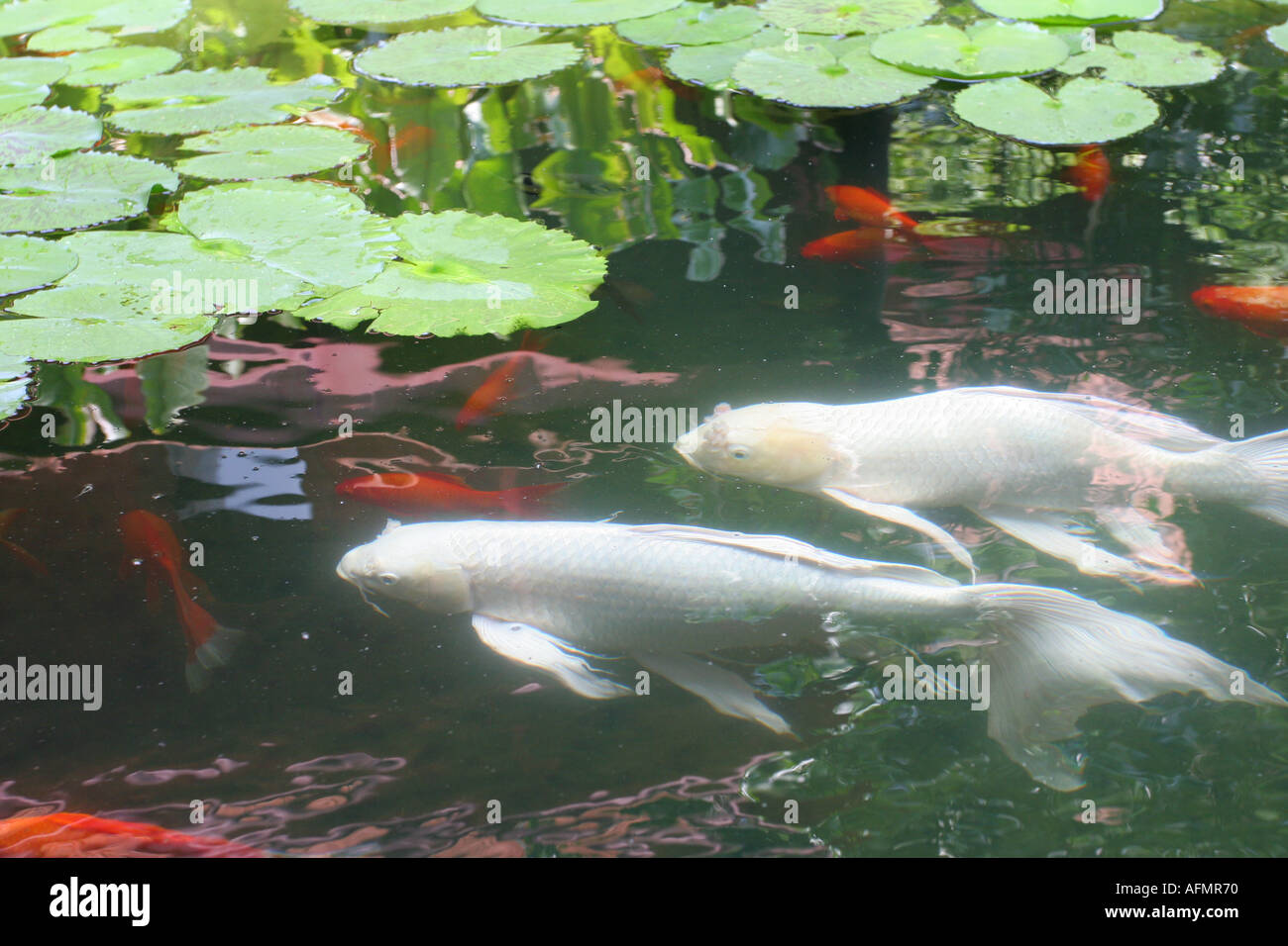 White japanese koi dans un étang à la maison de Jim Thompson à Bangkok Thaïlande Jim Thompson a contribué à fonder l'industrie de la soie thaïlandaise Banque D'Images