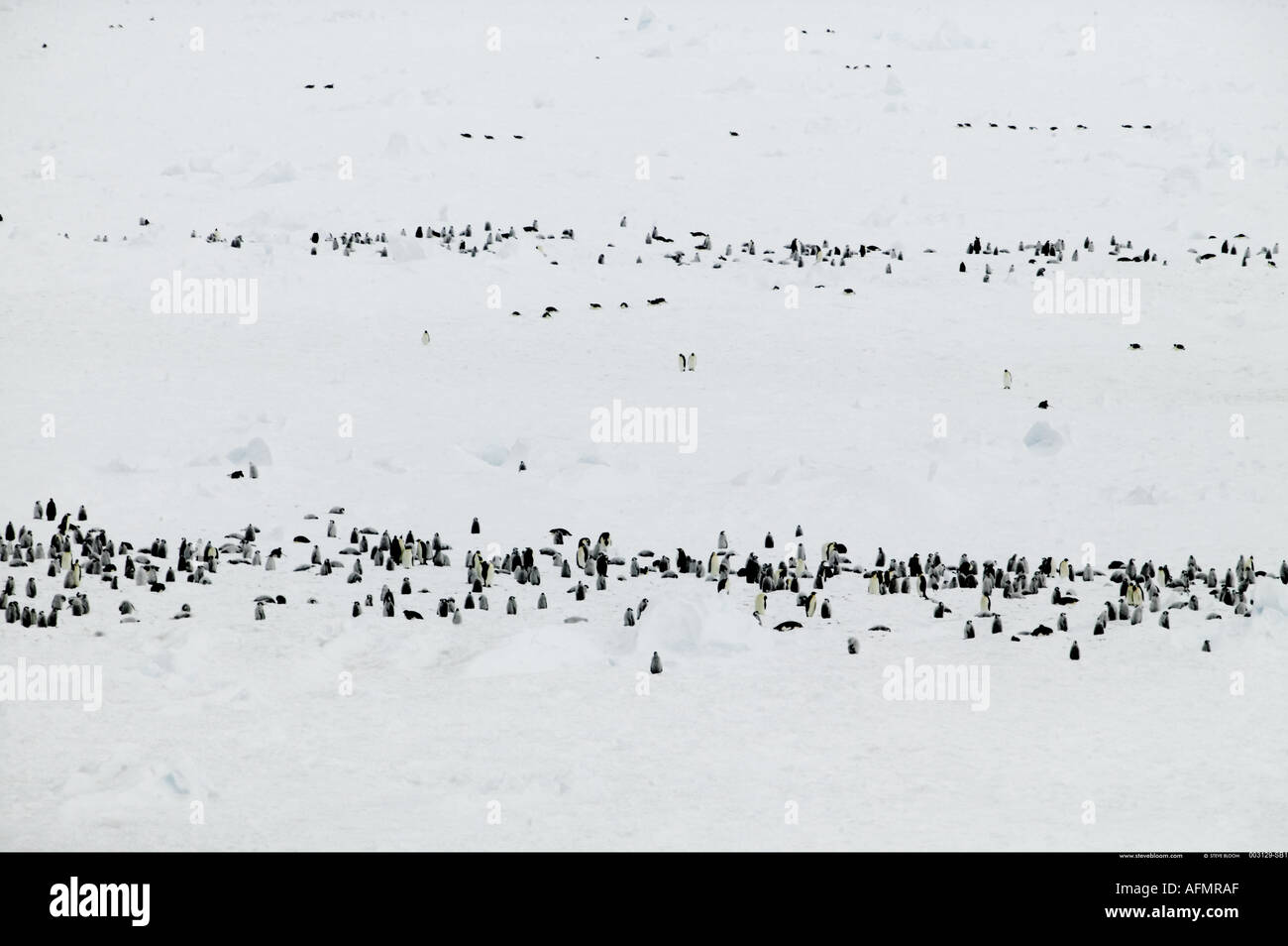 D'un Empereur aérienne colonie de manchots de l'Antarctique l'Île Coulman Banque D'Images