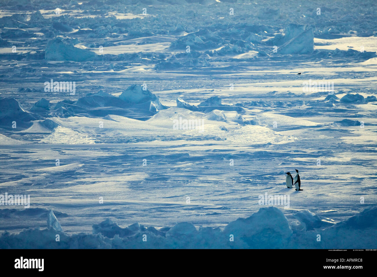 Deux Pingouins Adélie Antarctique Cap Adare Banque D'Images