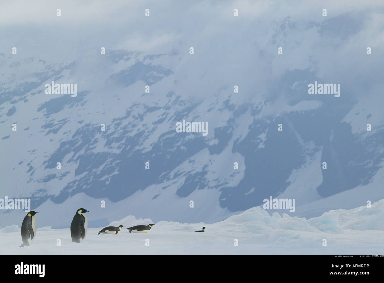 Manchots empereurs de l'Antarctique l'Île Coulman Banque D'Images