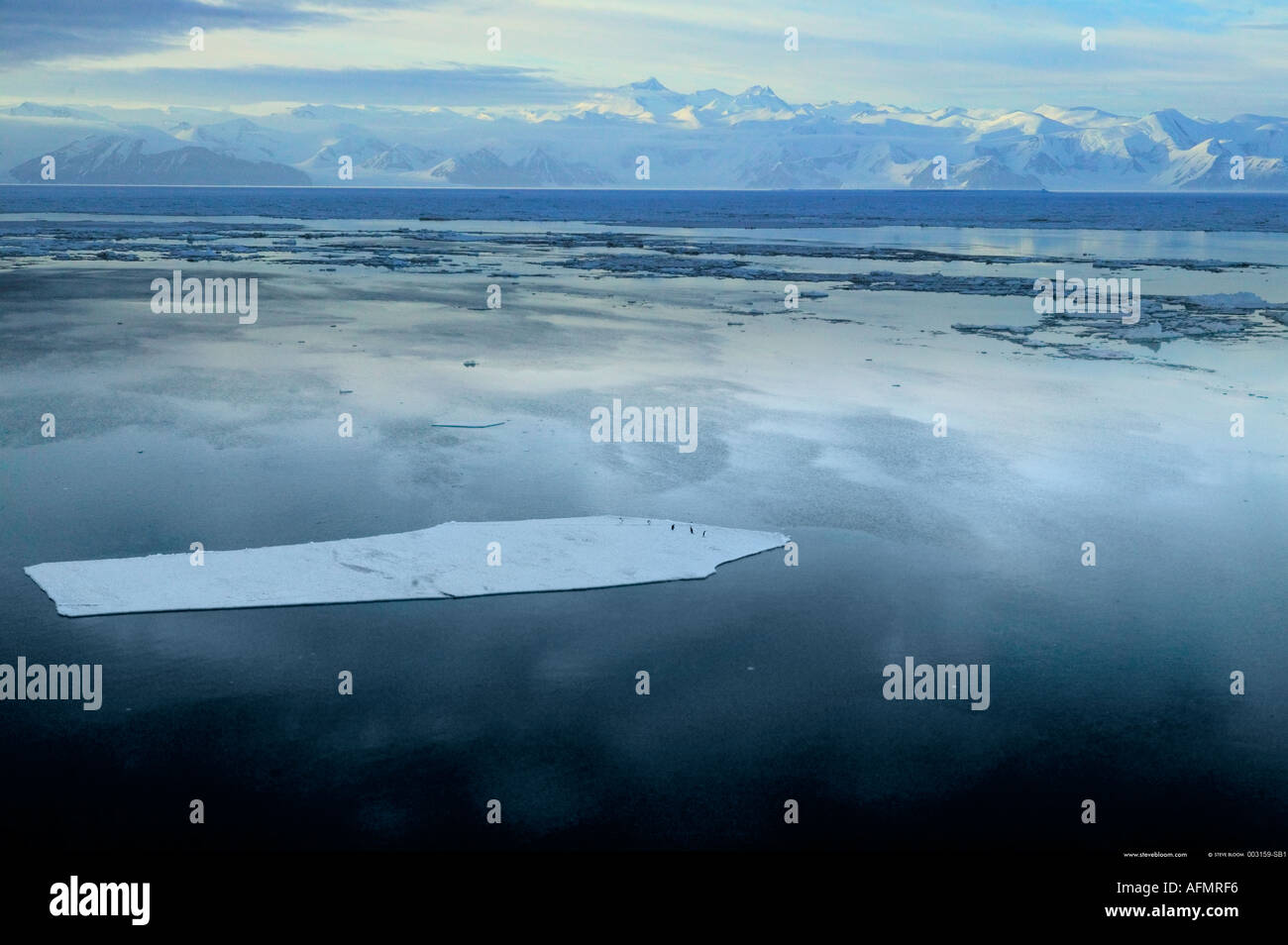 Adelie pingouins sur la banquise Antarctique Cap Adare Banque D'Images