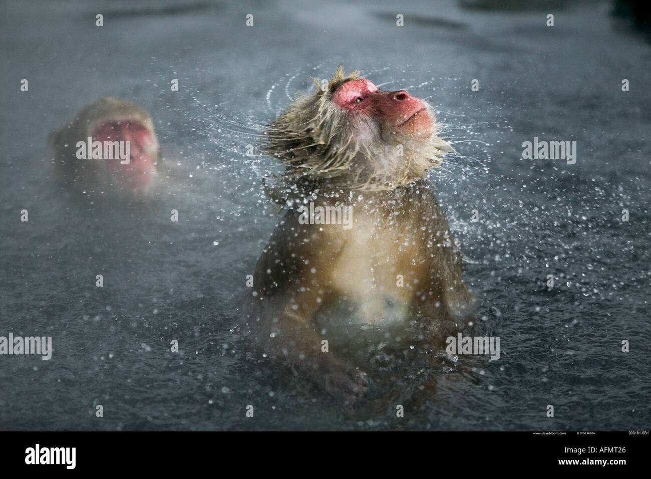 Snow monkey secouer l'eau du parc national Jigokudani Japon Banque D'Images