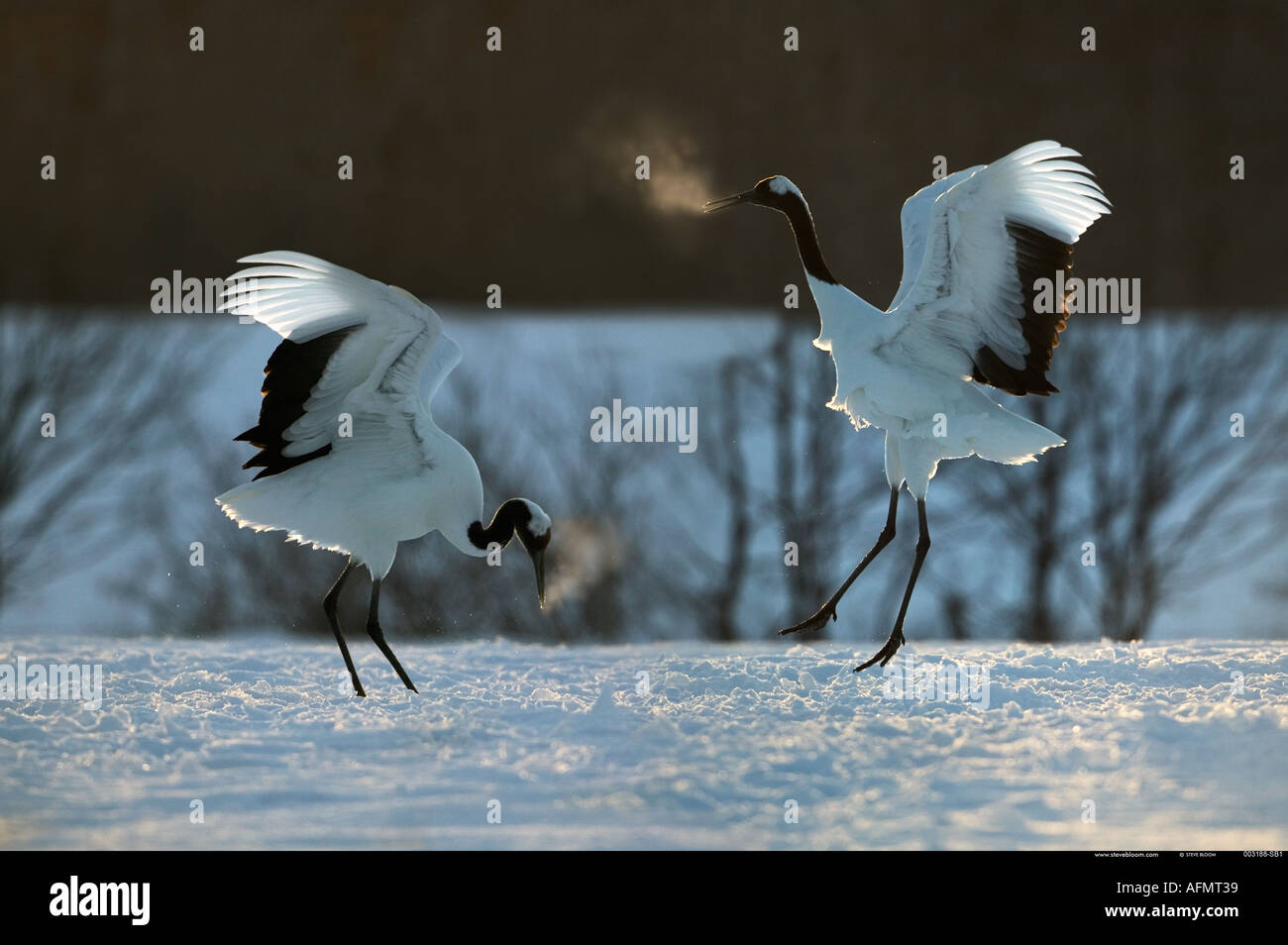 Paire de courtiser des grues japonaises sur l'île de Hokkaido au Japon Banque D'Images