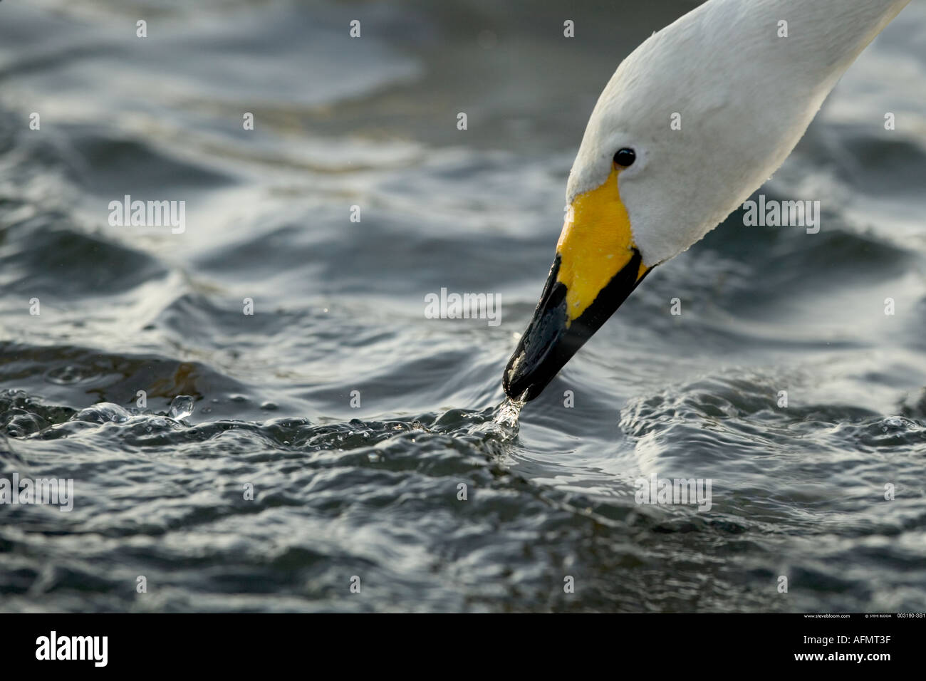 Chef d'un cygne chanteur l'île d'Hokkaido au Japon Banque D'Images