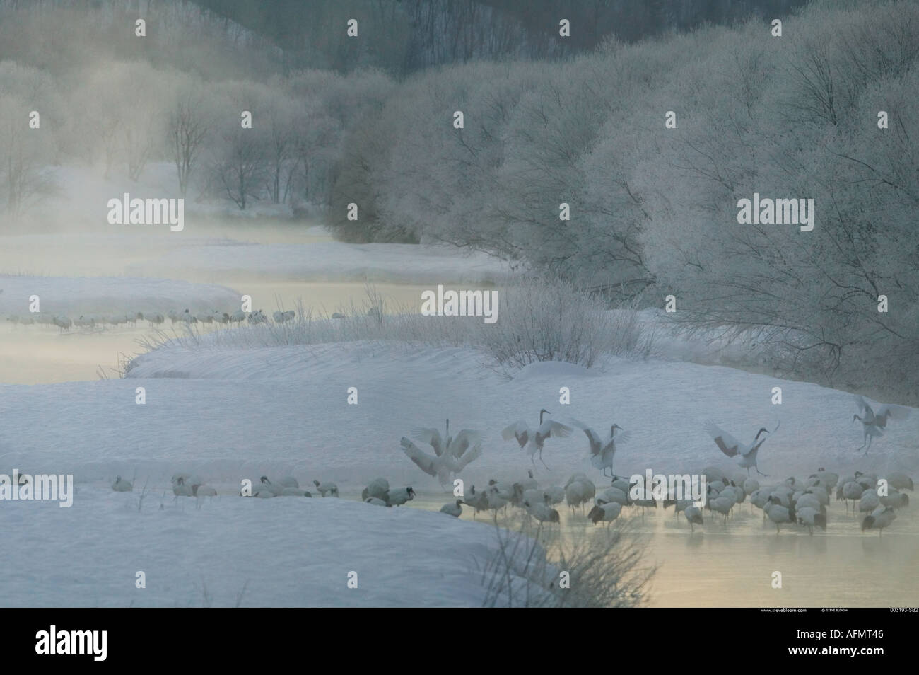 Grues Japonaises sur l'île de Hokkaido au Japon Banque D'Images