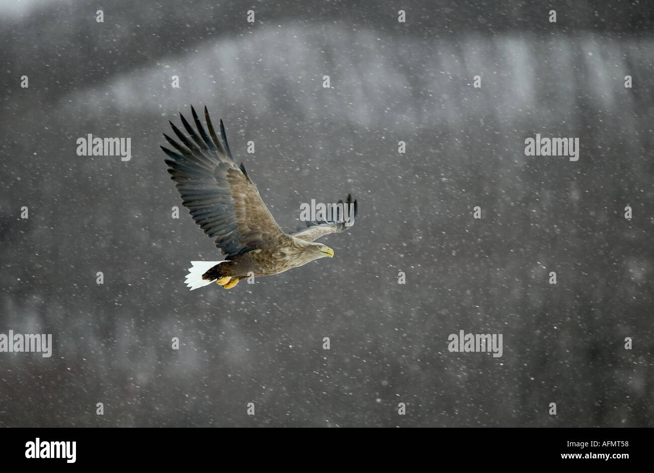 L'aigle de mer à queue blanche en vol l'île d'Hokkaido au Japon Banque D'Images