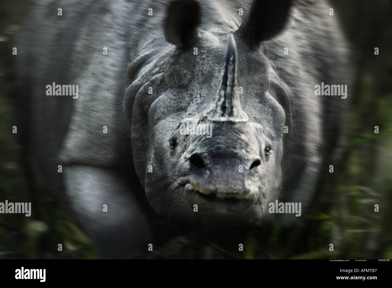 La charge rhinocéros indien Inde Kaziranga Banque D'Images