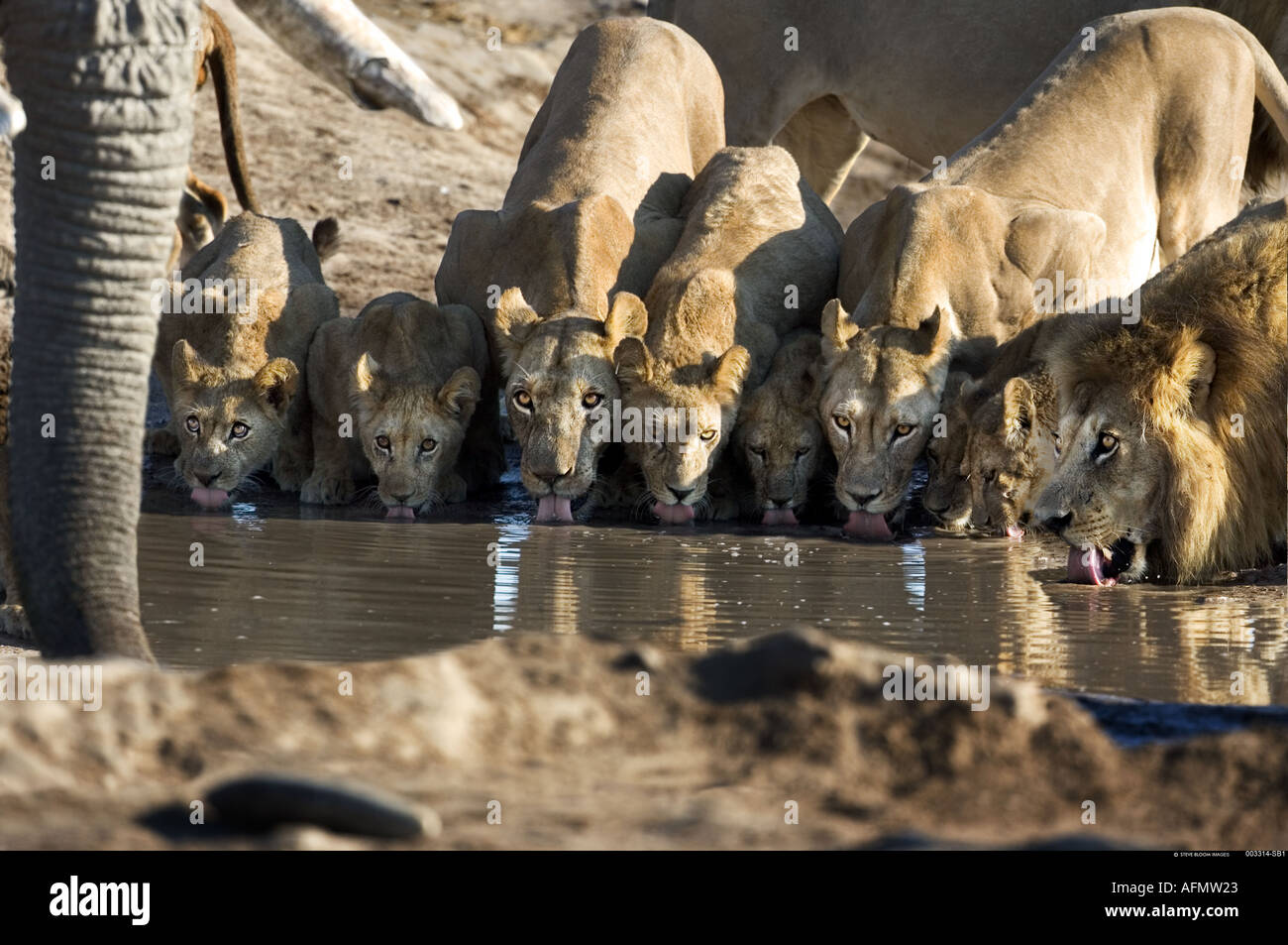 Famille d'éléphants et de lions de boire à l'eau Savuti Botswana Banque D'Images