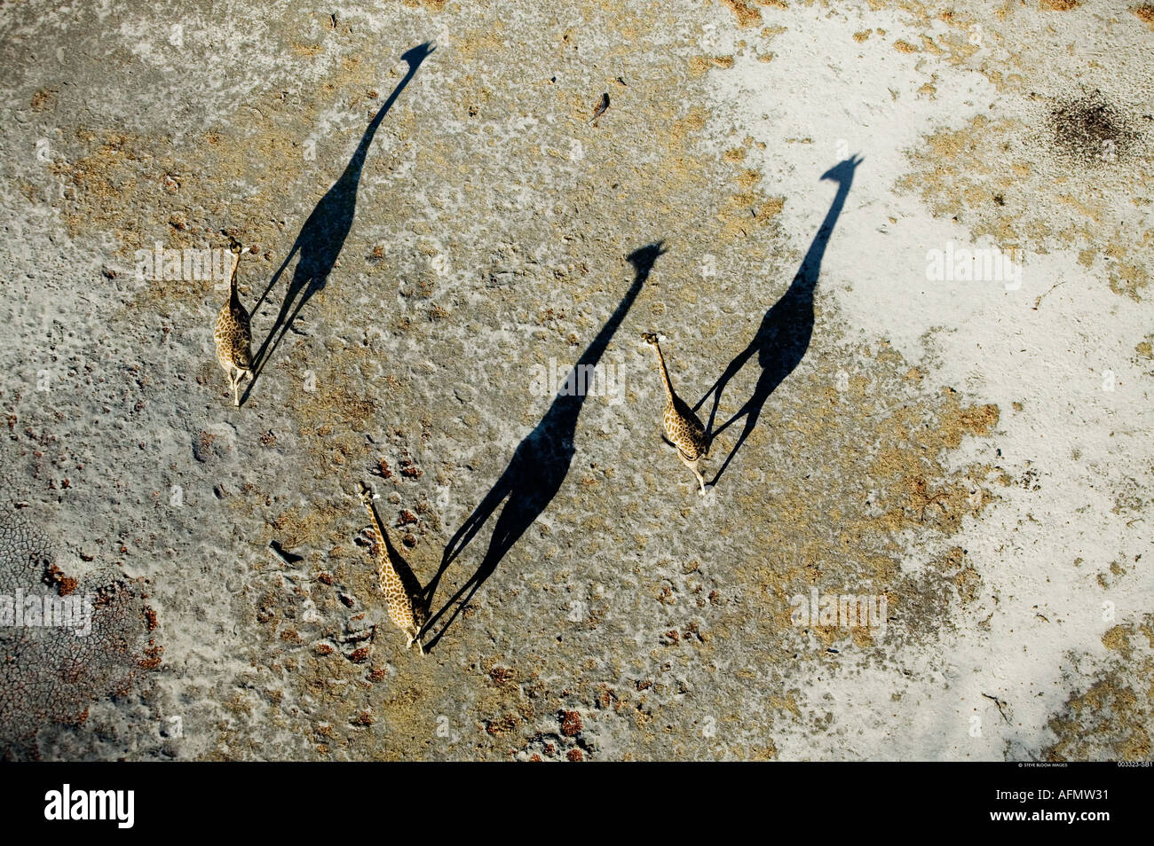 Trois girafes casting shadows photographié à partir de l'air Delta de l'Okavango au Botswana Banque D'Images