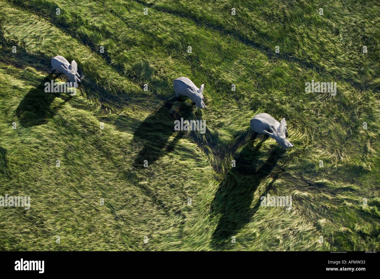 Trois éléphants casting shadows photographié à partir de l'air Delta de l'Okavango au Botswana Banque D'Images