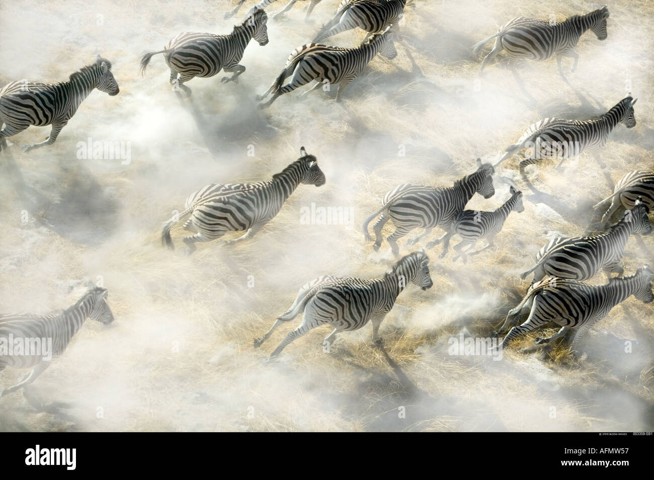 Vue aérienne de troupeau Zebra exécutant Delta de l'Okavango au Botswana Banque D'Images