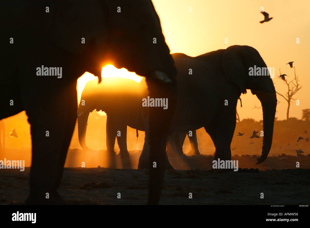 Silhouette d'éléphants africains Savuti Botswana Banque D'Images