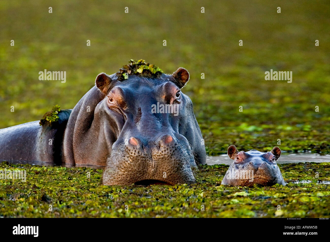 La Mere Et Le Bebe Hippo Delta De L Okavango Au Botswana Photo Stock Alamy