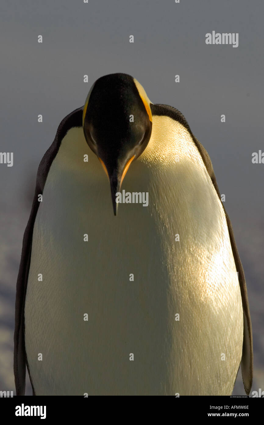 Le manchot empereur de l'Antarctique à Washington Banque D'Images