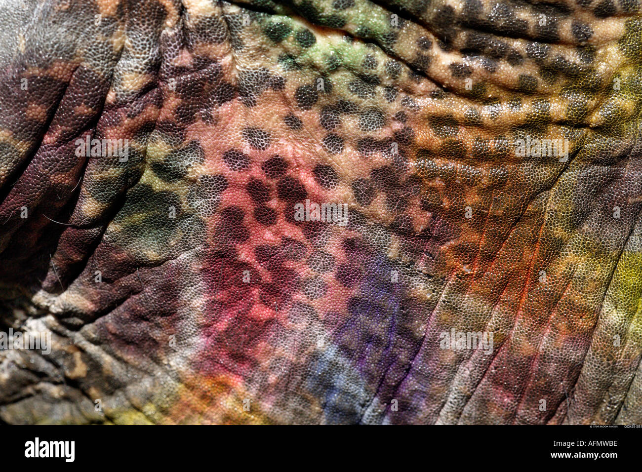 Elephant s peau recouverte de peinture décoloration après le Festival de l'éléphant d'Inde Jaipur Banque D'Images