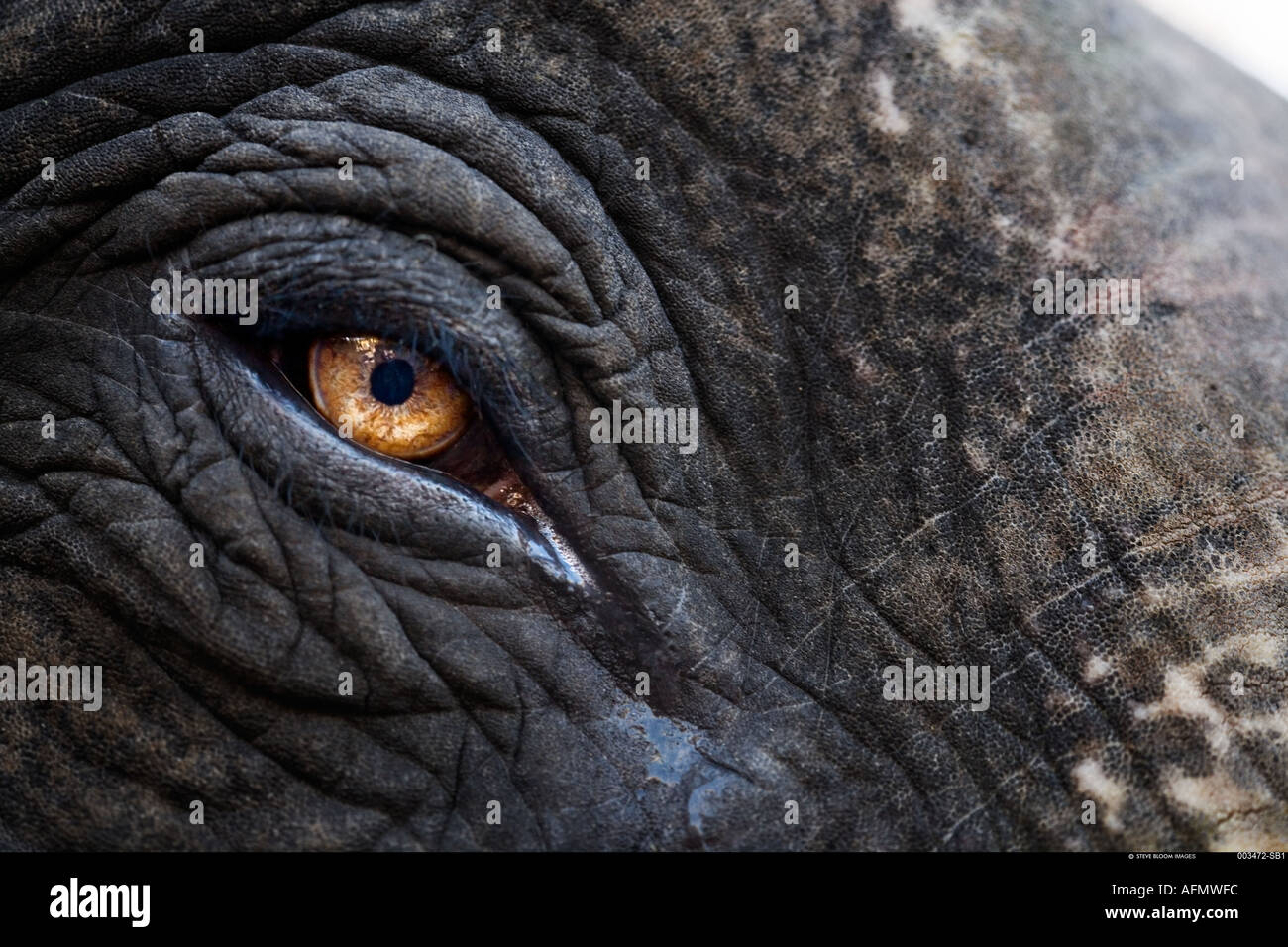 Close up of elephant s eye des restes de peinture de l'éléphant sur la peau toujours à l'affiche du festival Jaipur en Inde Banque D'Images