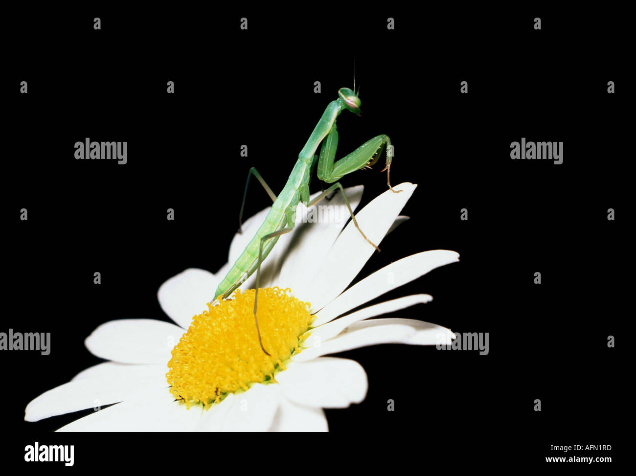 Zoologie / animaux, insecte, mantis, â€" (Mantis religiosa), sur Bloom, l'Autriche, la répartition : Europe méridionale, Neopt Banque D'Images
