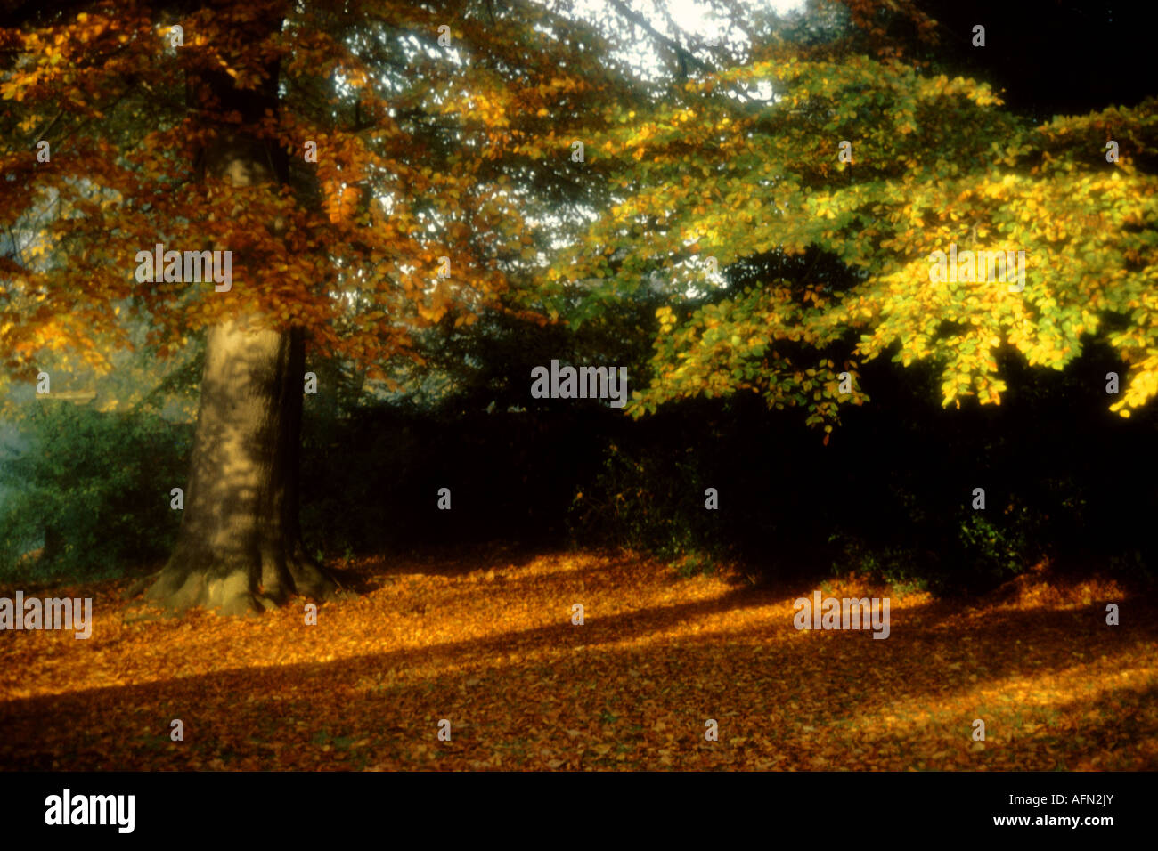 Woods en automne, Cannizaro Park, London, London Banque D'Images