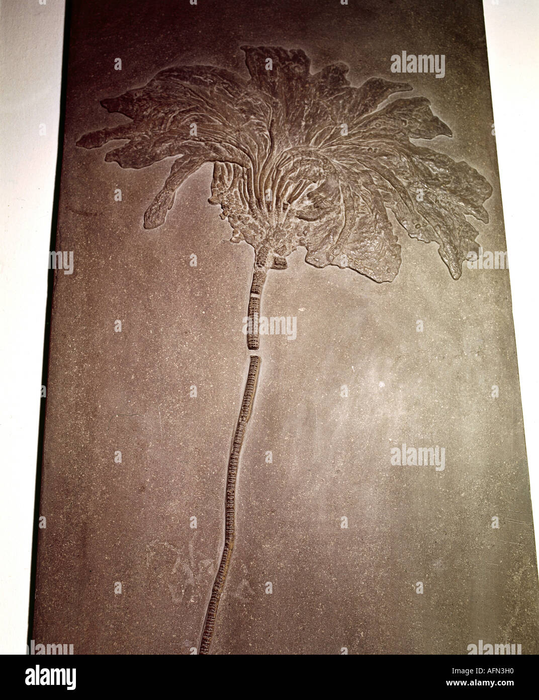 Eon, fossilisation, fossile, fossile, Crinoïde, noir, Holzmaden, jurassique, botanique, lilas de mer, fossiles, plante, fossilisé, historique, historique, Banque D'Images