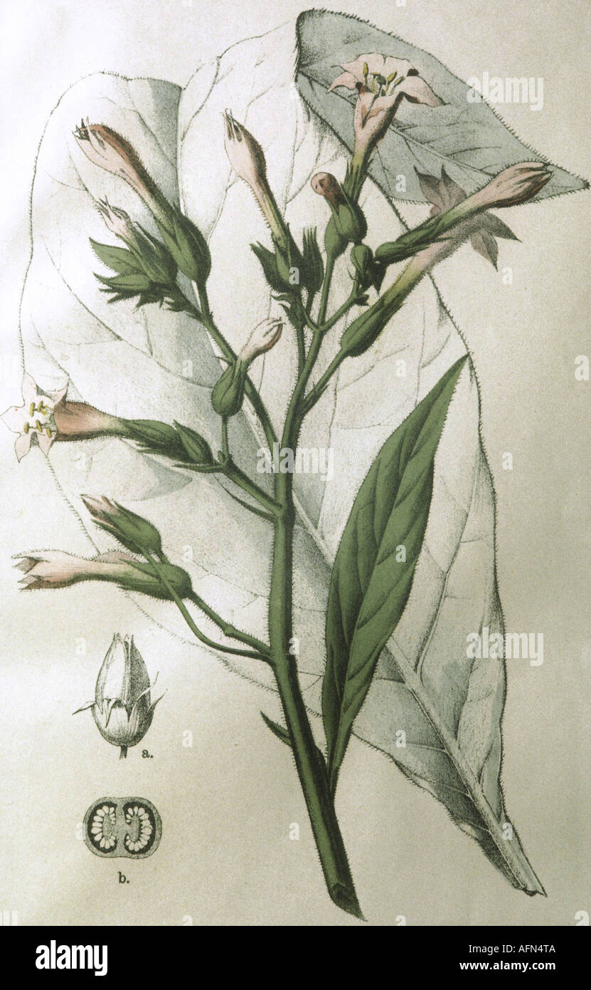 Botany, tabac, tabac de Virginie (nicotiana tabacum), plante, dessin, Allemagne XIXe siècle, plantes, Virginie, Amérique, historique, historique, Banque D'Images