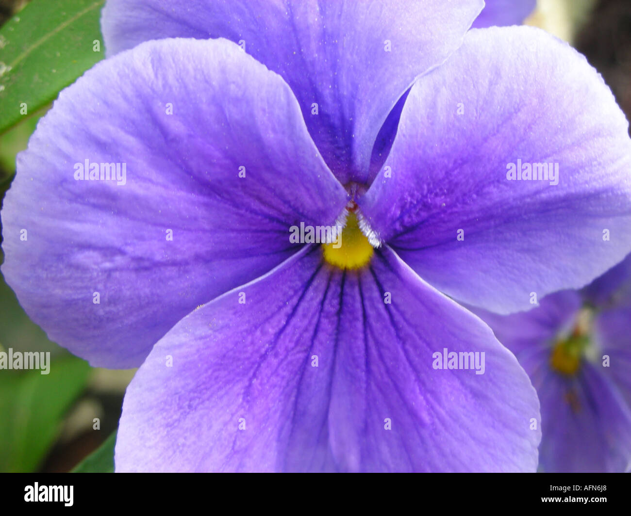 Close up of purple pensées Banque D'Images