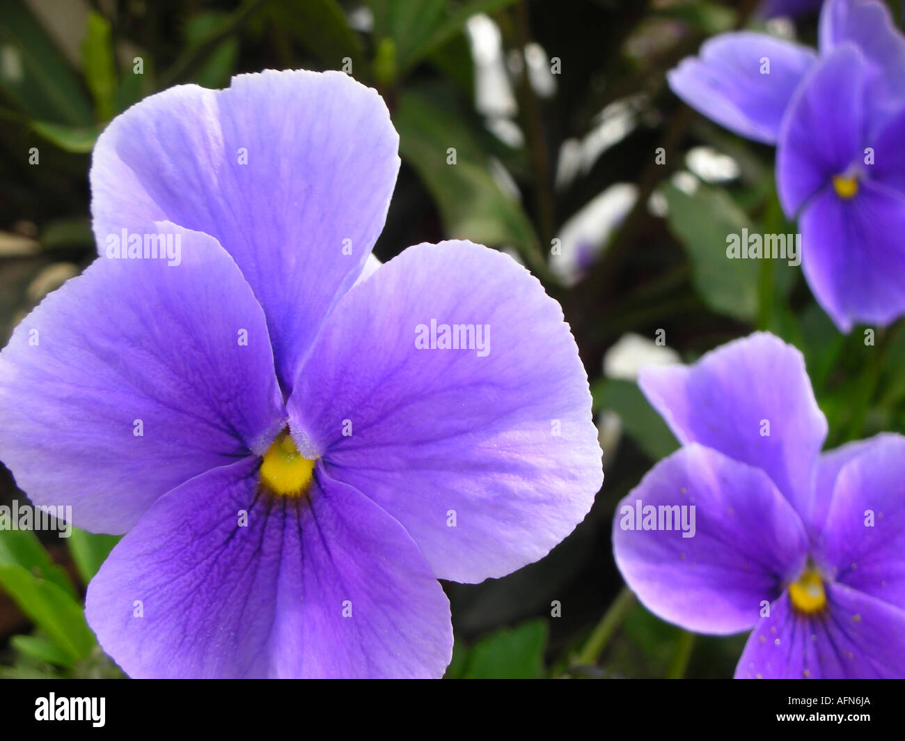 Close up of purple pensées Banque D'Images