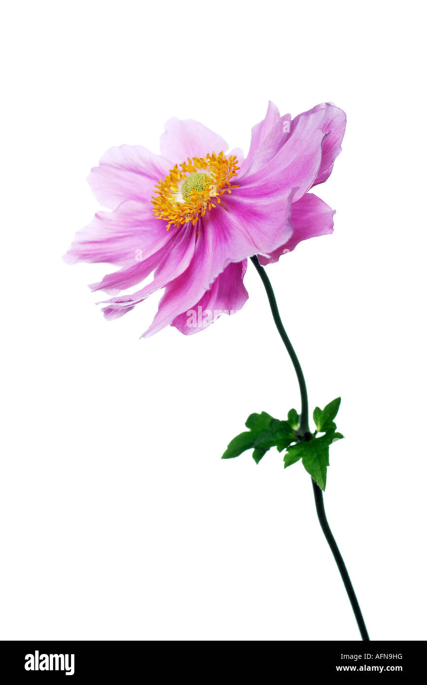 Belle fleur anémone pourpre rosâtre Banque D'Images
