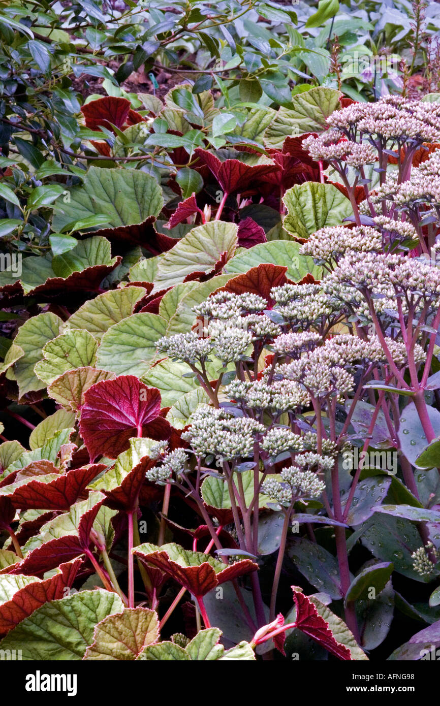 BEGONIA GRANDIS SUBSP. EVANSIANA CLARET JUG' et 'Sedum telephium 'Matrona' (Millenium). Banque D'Images