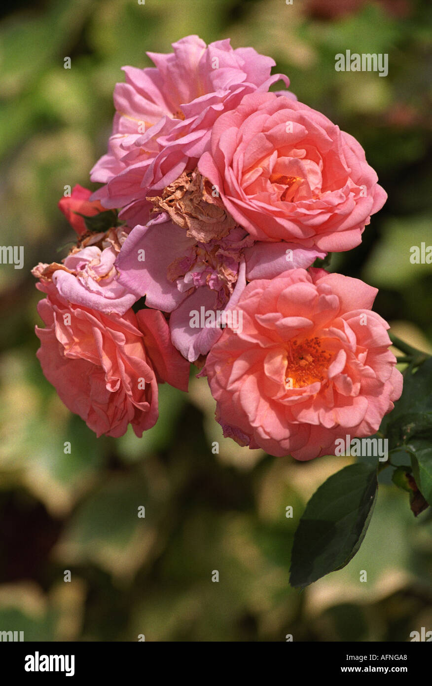 Rose Anglaise classique Banque D'Images