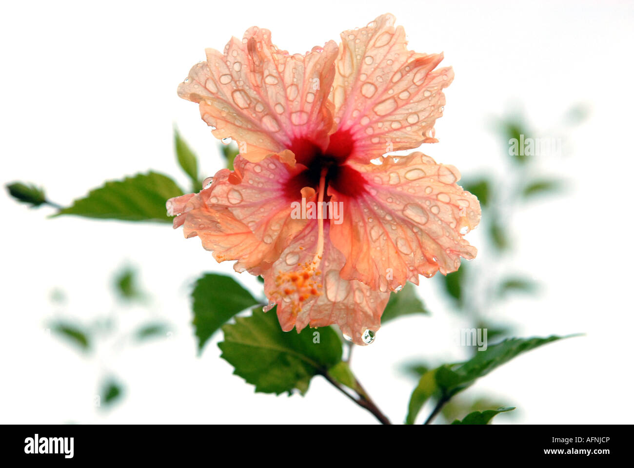 Fleur d'hibiscus rose couverte de gouttes (rosemallow, Malvaceae, famille) Banque D'Images