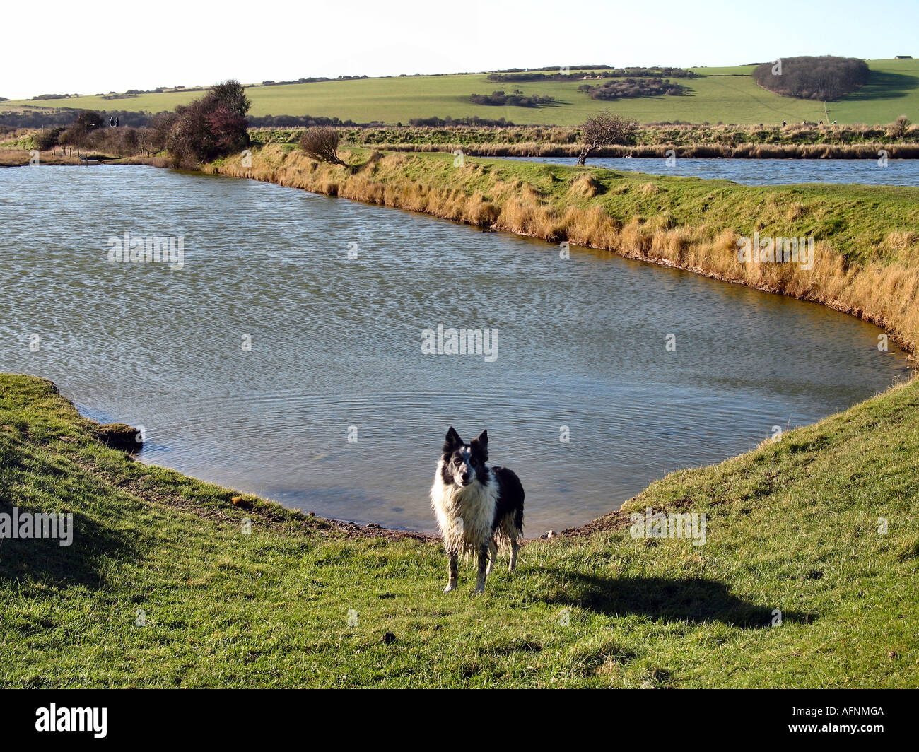 Un chien près d'un trou d'eau à sept Sœurs coutry park à Eastbourne East Sussex Banque D'Images