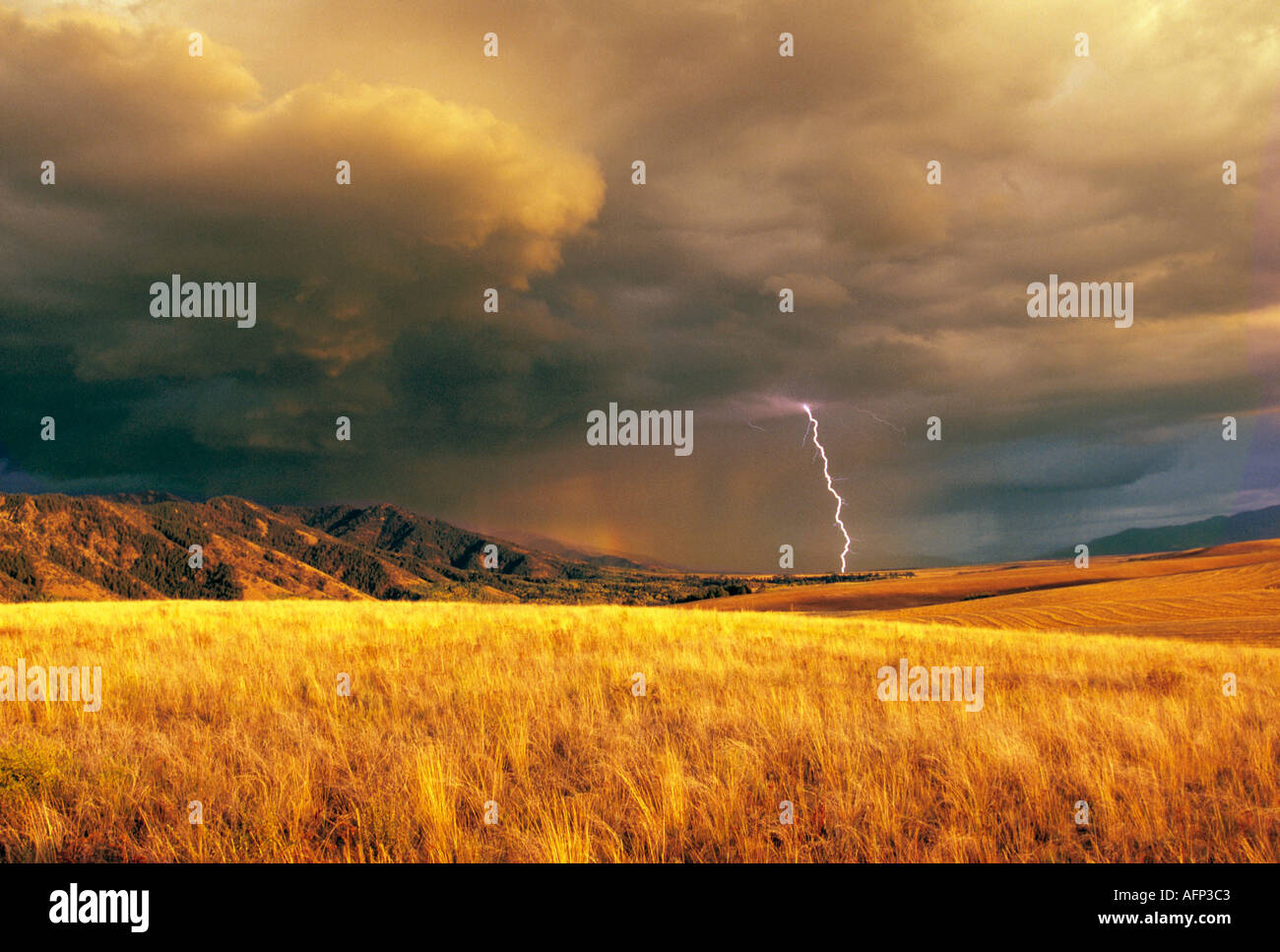 USA l'Est de l'Idaho mountain tempête et foudre sur un champ de blé d'or Banque D'Images