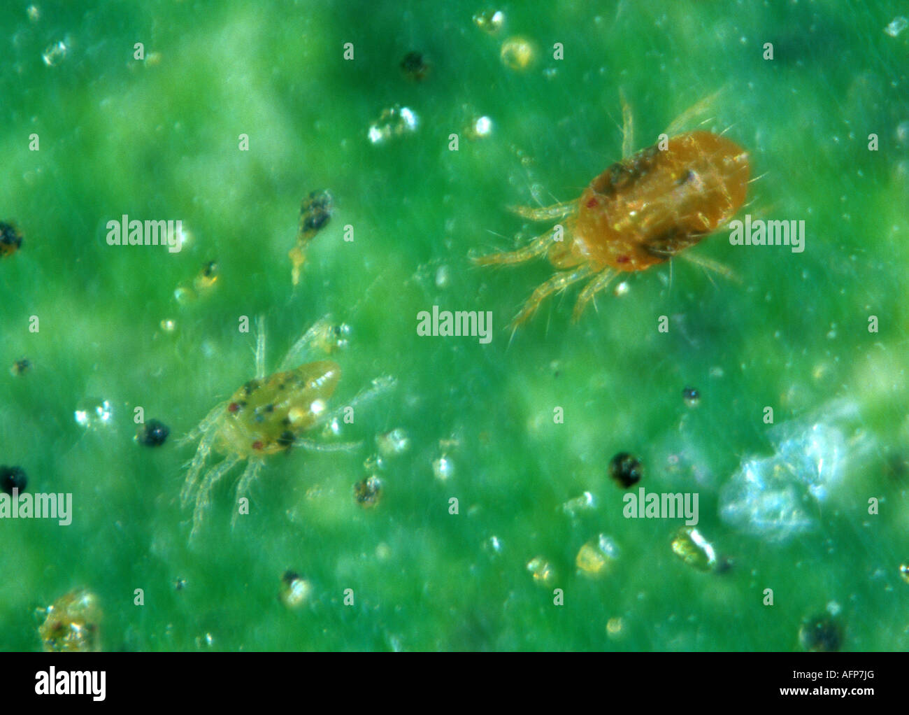 Tétranyque à deux points Tetranychus urticae femelle et mâle sur l'ensemble de toiles d'une feuille Banque D'Images