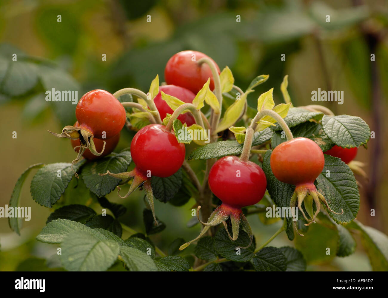 D'églantier Rosa rugosa japonais Banque D'Images