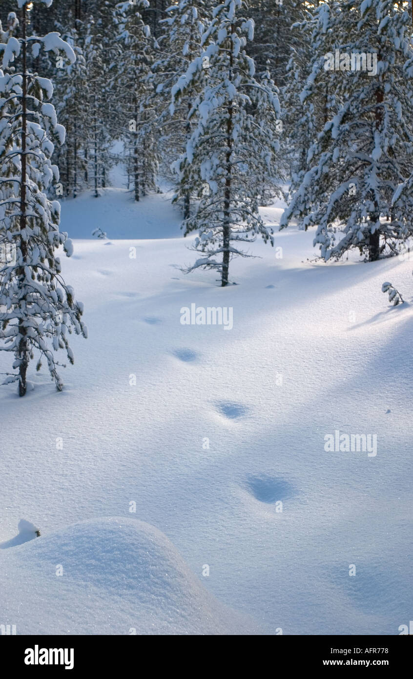Le vieux renard roux ( vulpes vulpes ) trace sur de la neige fraîche nouvelle , Finlande Banque D'Images
